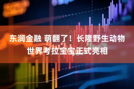 东润金融 萌翻了！长隆野生动物世界考拉宝宝正式亮相